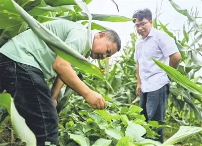 山地农业“多点开花”鼓起群众“钱袋子”