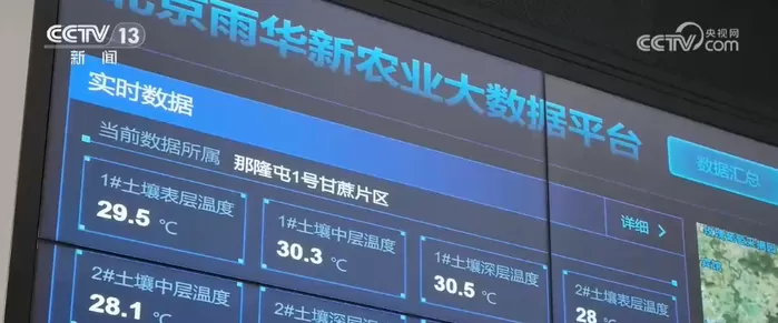 甜蜜“丰”景有“智”更有“质” “智慧农业+精细管理”撑起农户“钱袋子”