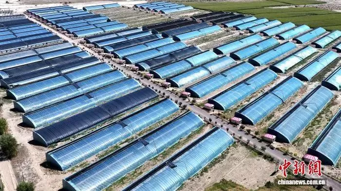 民勤通过土地流转盘活存量耕地,为发展高附加值设施农业腾出广阔空间。(资料图)张晓娇 摄