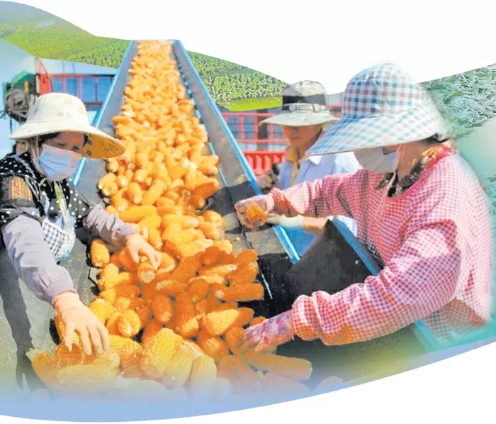 祥云县：两大亿元级农业集群齐头并进