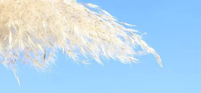 白露到 农事忙 | 阳曲县农业农村局农事提醒