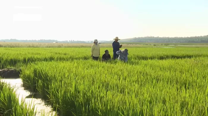 右玉：生态种养“蹚”出农业新“稻”路